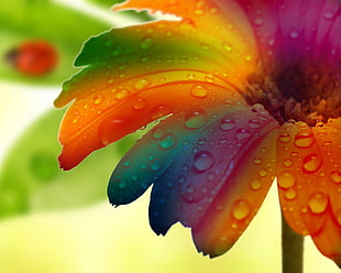 assorted-color daisy flower, nature, flowers, macro