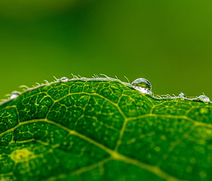 macro shot of green leaf with raindrops HD wallpaper
