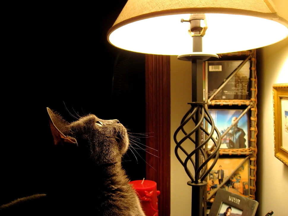 black tabby cat near black floor lamp HD wallpaper