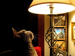 black tabby cat near black floor lamp