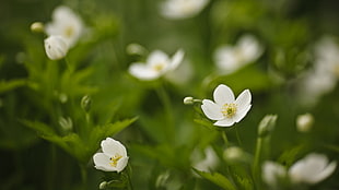 macro shot of white flowers