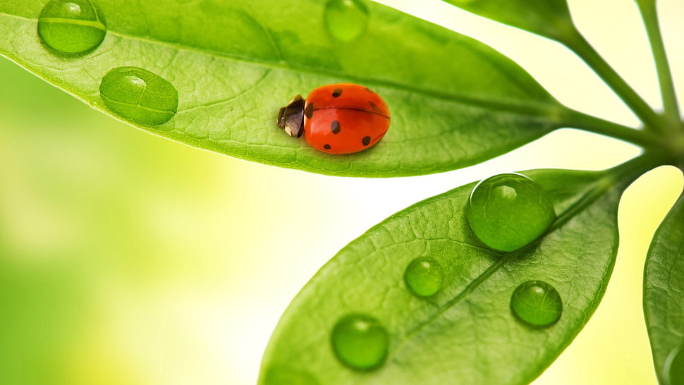 red ladybug on top of green leaf HD wallpaper