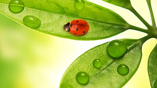 red ladybug on top of green leaf