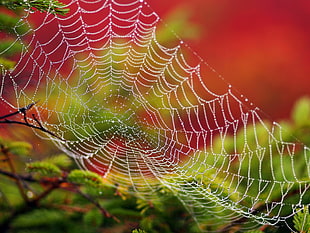 micro photography of spider web HD wallpaper