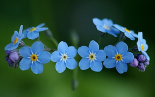 blue Forget-me-not flowers HD wallpaper