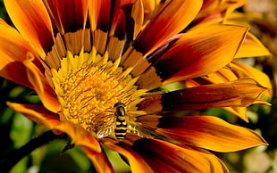 close-up photography of Hoverfly on sunflower