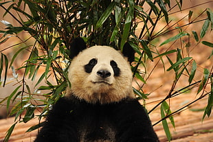 Panda bear