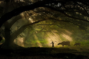 silhouette of person and water buffalo near tree during daytime HD wallpaper