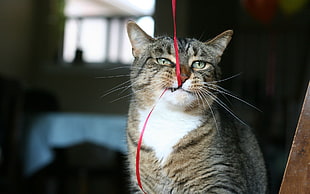 gray Tabby cat bites on red lace