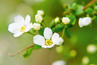 shallow focus of a white flower on green stem, meadowsweet HD wallpaper