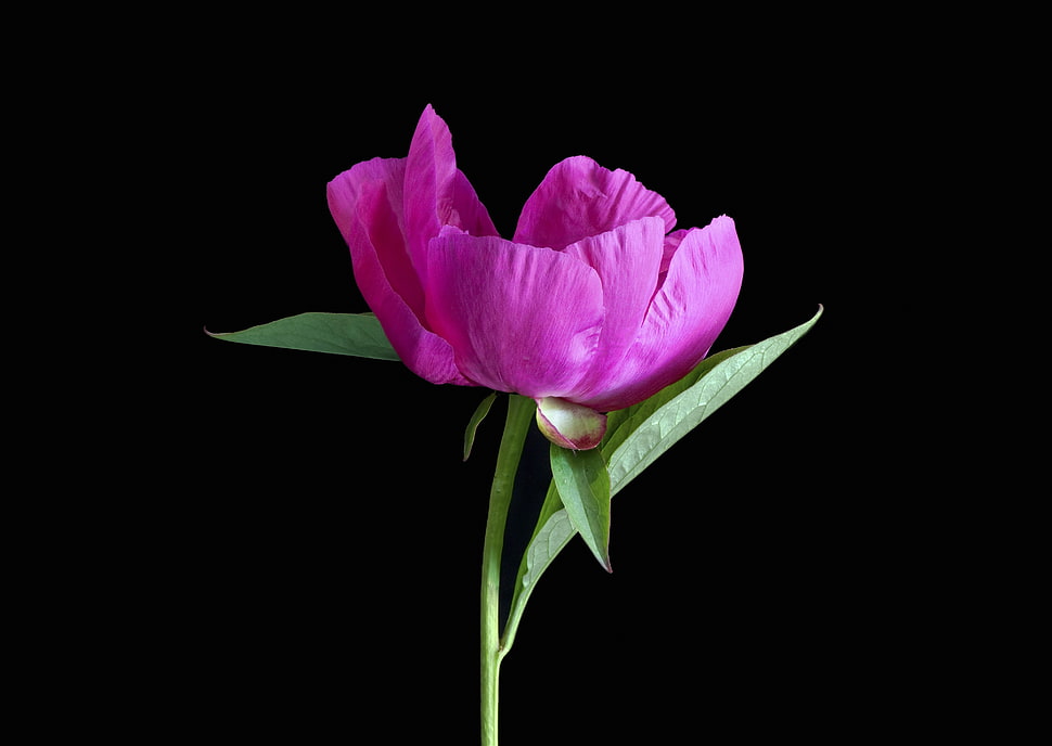photo of pink petaled flower with green leaves in black background HD wallpaper