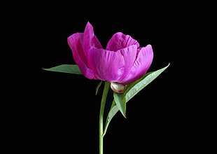 photo of pink petaled flower with green leaves in black background