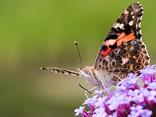 Painted Lady Butterfly perched on purple flower macro photography