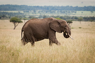 gray elephant on grass field HD wallpaper