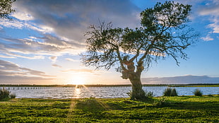 silhouette photo of tree near body of water during sunrise