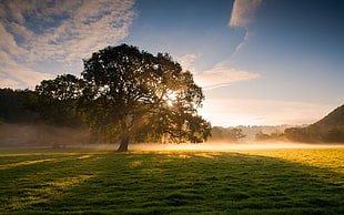 photo of tree and mist during golden hour and daytime