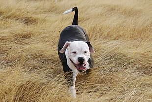 adult black and white American pit bull terrier