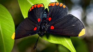 black moth