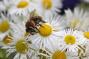 honey bee on white petaled flower pollen