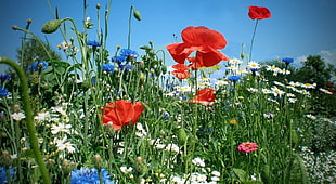 red Poppy, Oxyeye Daisy, red Zinnia , and blue Cornflower field dunring daytime