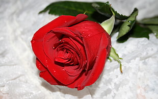 macro photography of red rose