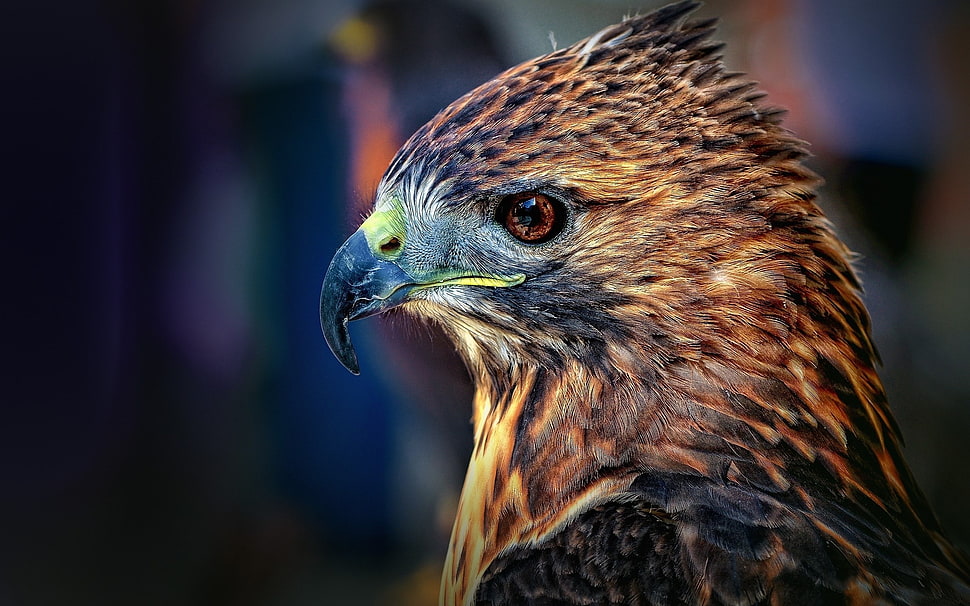 brown and black Falcon HD wallpaper