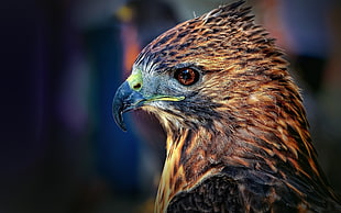 brown and black Falcon