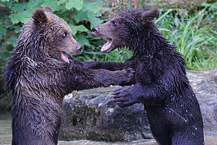 wildlife photography of two grizzly bears