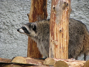 raccoon standing between tree trunks HD wallpaper