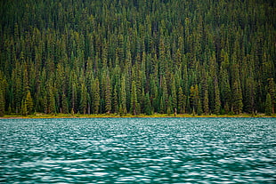 green and brown area rug HD wallpaper