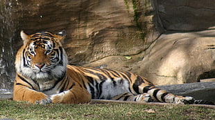 Tiger on green grass near gray rock