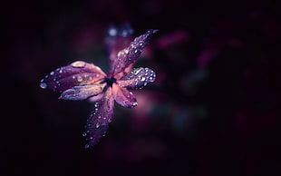 purple petaled flower, nature, plants