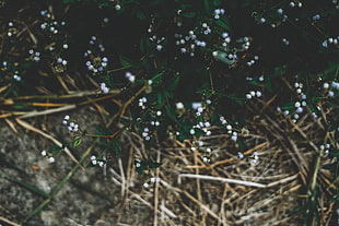 Plant,  Flowers,  Grass,  Branches