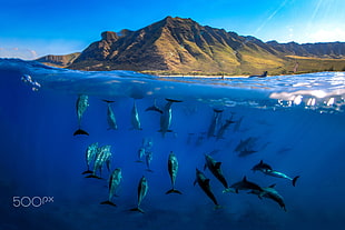shoal of dolphins, nature, 500px, sea, underwater HD wallpaper