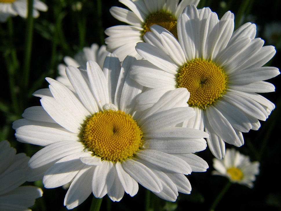 close-up photo of white Daisy flower, daisies HD wallpaper