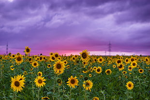 sun flowers view during day time HD wallpaper