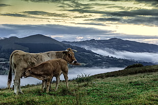 brown cattle with calf on grass field near a mountain