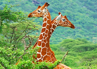 brown and white giraffe figurine, animals, giraffes HD wallpaper
