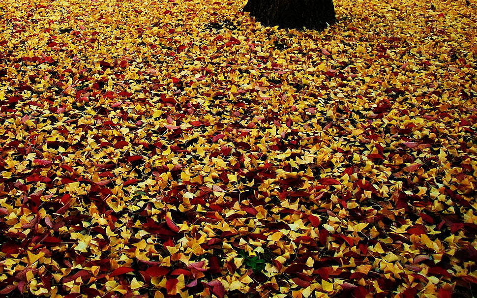 yellow and red leaves field HD wallpaper