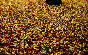 yellow and red leaves field