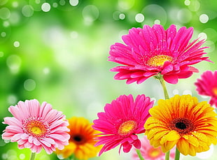 pink, magenta, and white Gerbera flowers