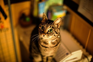 selective focus photography brown tabby cat
