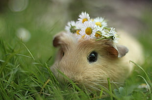 hamster in green grass