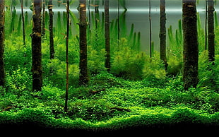 green leafed trees, nature