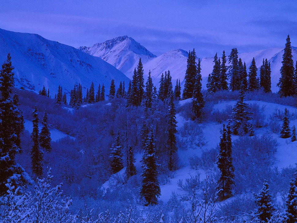 trees covered by snow HD wallpaper