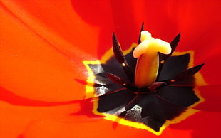 red petaled flower, tulips, flowers, macro, closeup HD wallpaper