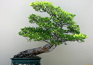 green tree decor, bonsai, plants, trees, nature