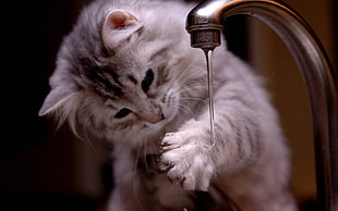 tabby cat plays water pouring down in faucet HD wallpaper