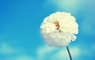 shallow focus photo of white Dahlia flower HD wallpaper