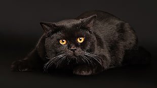 black fur cat HD wallpaper